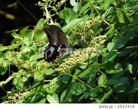 モンキアゲハ モンキアゲハ 2022419