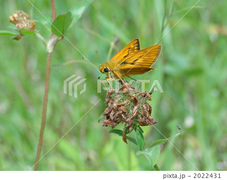 コキマダラセセリ 2022431