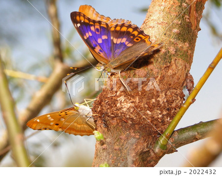 コムラサキ コムラサキ 2022432