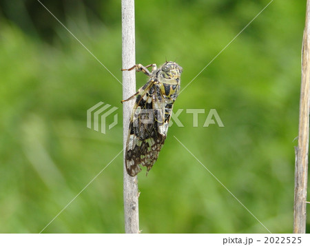 ニイニイゼミ 2022525