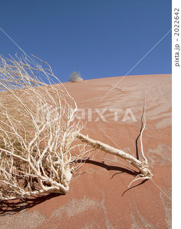 ナミブ砂漠 2022642