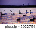 家族 2022754