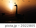 朝のひと時 2022805