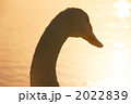 朝のひと時 2022839