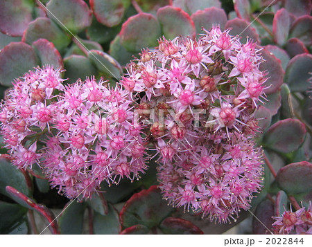 ミセバヤ 2022844