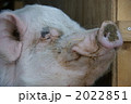 ぶひぃ～～～ 2022851
