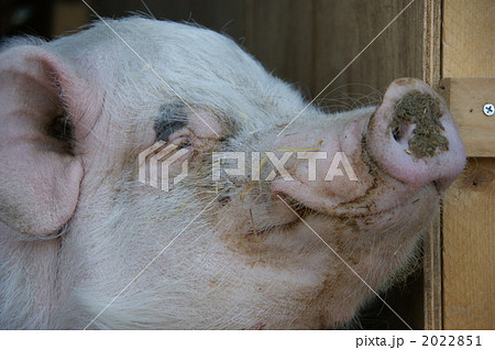 ぶひぃ～～～ 2022851