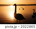 朝のひと時 2022865