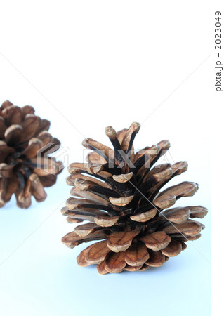 松ぼっくり*3 松ぼっくり*3 2023049