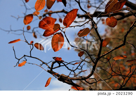 ザイフリボクの紅葉 2023290