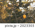 2023303