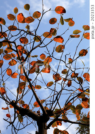 ザイフリボクの紅葉 2023353