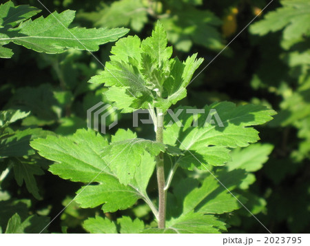 よもぎ よもぎ 2023795