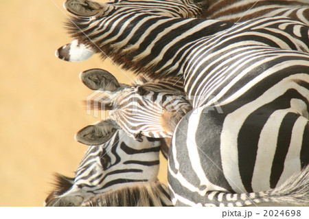 マサイマラのシマウマ3頭 2024698