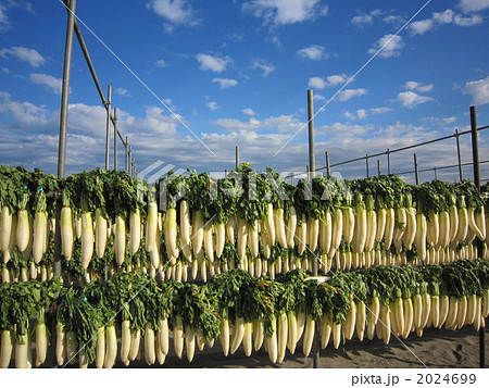 大根干し 2024699