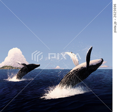 ザトウクジラのジャンプ 2025696