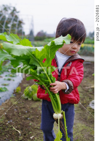 カブを持つ子供 2026881