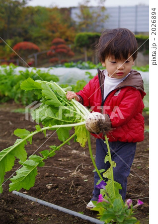 カブを持つ子供 2026894