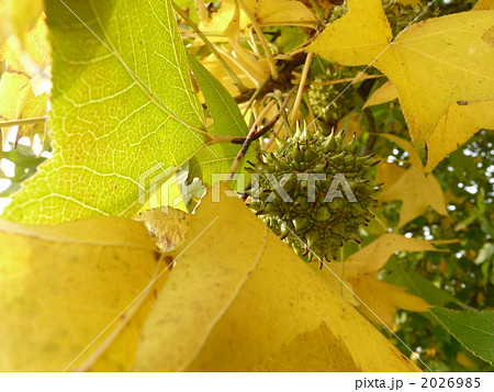 プラタナスの実 2026985