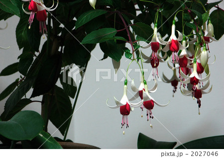 女王様の耳飾り 2027046