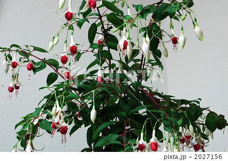 女王様の耳飾り 2027156