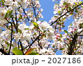 ノカイドウ 2027186