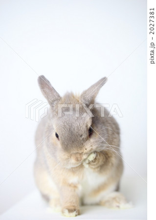白背景ネザーランドドワーフ　うさぎ 2027381