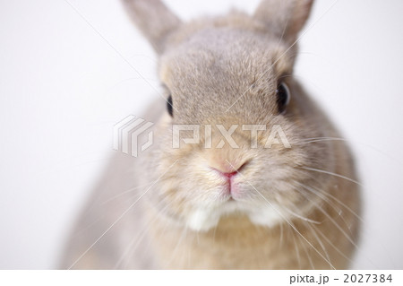 白背景ネザーランドドワーフ うさぎ 白背景ネザーランドドワーフ うさぎ 2027384