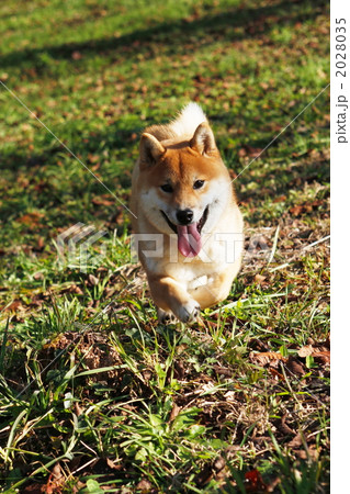 公園を散歩する柴犬 2028035