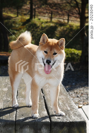 テーブルの上の柴犬 2028040