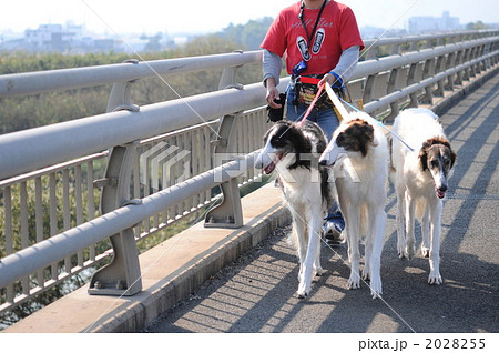 ボルゾイ ボルゾイ 2028255