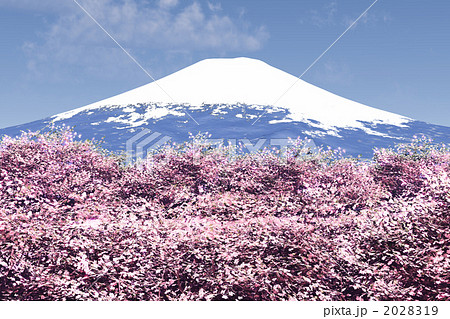 富士山と桜の絨毯 2028319