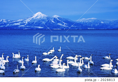 猪苗代湖の白鳥と磐梯山(青松浜) 猪苗代湖の白鳥と磐梯山(青松浜) 2028813