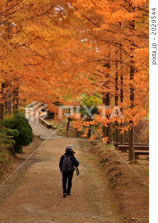 メタセコイアとカメラマン 2029544