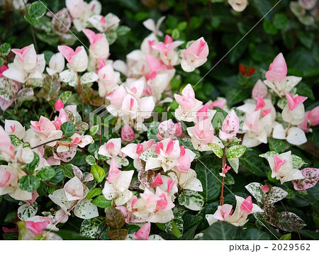 ハツユキカズラ 2029562