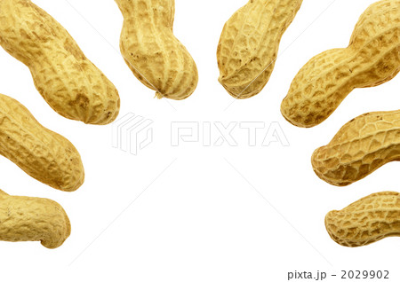 落花生 落花生 2029902