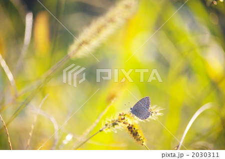 ヤマトシジミとねこじゃらし 2030311