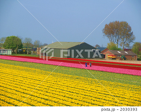 チューリップ畑 オランダ 花農家 チューリップ畑 オランダ 花農家 2030393