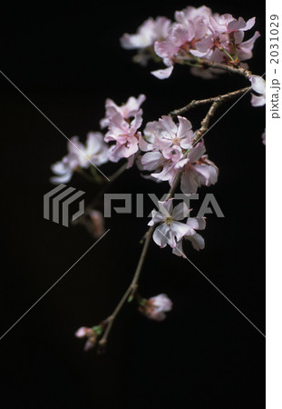 闇桜 2031029