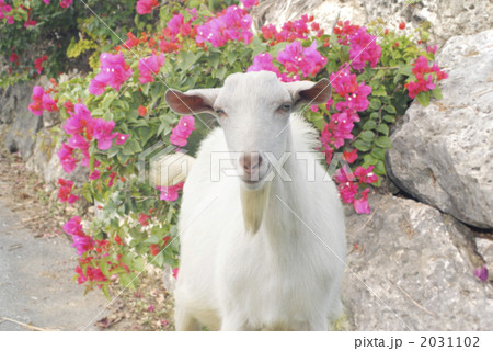沖縄のヤギとブーゲンビレア 2031102