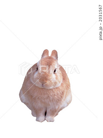 かわいい うさぎ 写真素材 切抜き 縦 2031567