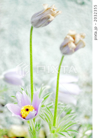 セイヨウオキナグサ セイヨウオキナグサ 2032355