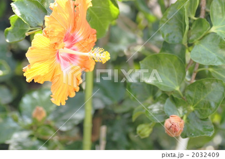 ハイビスカス　まいこ 2032409