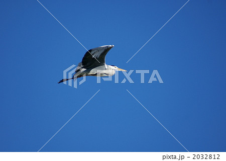 蒼鷺飛翔 2032812