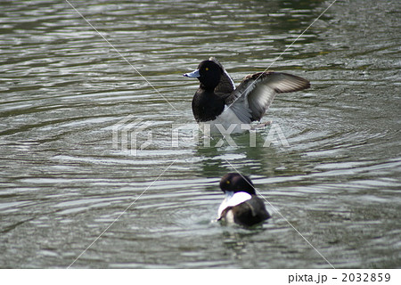 金黒羽白 お手入れ中 金黒羽白 お手入れ中 2032859