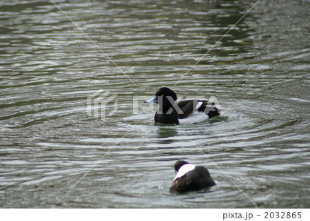 金黒羽白 お手入れ完了 金黒羽白 お手入れ完了 2032865