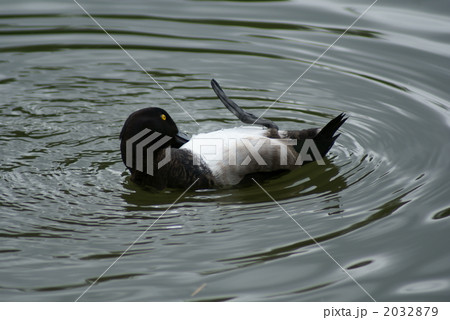 ラッコ状態の金黒羽白 2032879