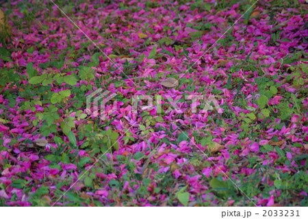 地面に散ったピンクの花びらと雑草 横位置 の写真素材