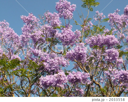 ジャカランダ 2033558