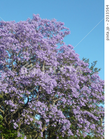 ジャカランダ ジャカランダ 2033564
